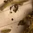 Patient Image of 4C Labs BB T23 Bubble Bath Medical Cannabis