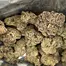 Patient Image of IPS PC T23 Permanent Chimera Medical Cannabis