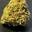 Patient Image of Dalgety CMOG T27 Chem-Mog Medical Cannabis