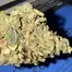 Patient Image of Upstate® BTK T26 Black Triangle Kush Medical Cannabis