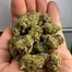 Patient Image of Cookies® C-CMI T26 Cereal Milk Medical Cannabis