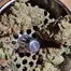 Patient Image of Ostara GC T30 Gas Cake Medical Cannabis