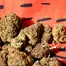 Patient Image of 4C Labs GGU T25 Grandi Guava Medical Cannabis