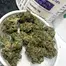 Patient Image of Cellen™ Satoline T18 White Widow Medical Cannabis