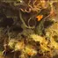 Patient Image of Upstate® MOP T18 Mimosa Orange Punch Medical Cannabis