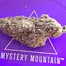 Patient Image of Mystery Mountain™ STN LHZ T29 Seatown Lemon Haze Medical Cannabis
