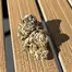Patient Image of Grow® Pharma LAS T22 L.A. S.A.G.E. Medical Cannabis
