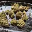 Patient Image of EcoCann Access PNK T23 Pink Cookies Medical Cannabis