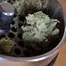 Patient Image of Ostara GC T30 Gas Cake Medical Cannabis