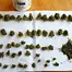 Patient Image of Cellen™ Satoline T18 White Widow Medical Cannabis