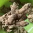 Patient Image of Dalgety KBQ T27 Korean BBQ Medical Cannabis