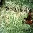 Patient Image of Cellen™ Satoline T27 Frosted Lemon Angel Medical Cannabis