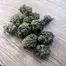 Patient Image of Noidecs T10:C10 Critical Mass CBD Medical Cannabis