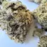 Patient Image of Humble Bud SC Smalls T25 Sticky Cake Medical Cannabis