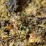 Patient Image of Tofino Ripper™ BC Craft LSO SPR SHB T27 Super Sherb Medical Cannabis