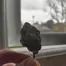 Patient Image of IPS PPP T28 Purple Push-Pop Medical Cannabis