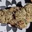 Patient Image of Ostara GC T30 Gas Cake Medical Cannabis