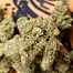 Patient Image of Papers™ AFC T28 Animal Face Cookies Medical Cannabis