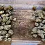 Patient Image of EcoCann Access BLU T17 Original Blueberry Medical Cannabis