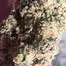Patient Image of Headstone Cannabis LG T29 Lamb of God Medical Cannabis