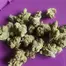 Patient Image of IPS JFA T20 Jet Fuel Apricot Medical Cannabis