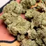 Patient Image of 4TP AFC T25 Animal Face Medical Cannabis