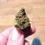Patient Image of Together Pharmacy Andromeda T19 Kush Kush Medical Cannabis