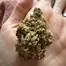 Patient Image of Tyson 2.0 ND T26 N.Y.C. Diesel Medical Cannabis