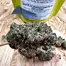 Patient Image of Next Friday BF T24 Blueberry Fuego Medical Cannabis