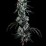 Patient Image of Superseed GTI PI T30 Gelatti Pie Medical Cannabis