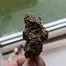 Patient Image of Mystery Mountain™ ICM MNZ T28 Ice Cream Mintz Medical Cannabis