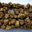 Patient Image of Curaleaf® T24 L.A. Kush Medical Cannabis