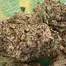 Patient Image of Sundaze® PMK T24 Permanent Marker Medical Cannabis