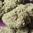 Patient Image of Together Pharmacy GO T20 Glueberry OG Medical Cannabis