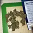 Patient Image of Mamedica® STG T27 Strawberry Grail Medical Cannabis