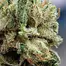 Patient Image of Noidecs T10:C10 Critical Mass CBD Medical Cannabis
