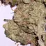 Patient Image of MedCan Isando TS T19 Tokoloshe Sherbet Medical Cannabis