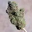 Patient Image of Noidecs T17 Shishkaberry Medical Cannabis