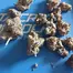 Patient Image of Green Karat KS T27 King Sherb Medical Cannabis
