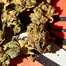 Patient Image of Upstate® BTR T24 Black Triangle Medical Cannabis