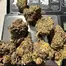 Patient Image of 4C Labs Premium ATD T29 Alaskan Thunder Medical Cannabis