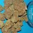 Patient Image of Big Narstie Medical GK T28 Gorilla Kush Medical Cannabis