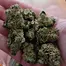 Patient Image of Noidecs T18 Gorilla Glue #4 Medical Cannabis