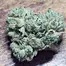 Patient Image of Cellen™ Satoline T27 Frosted Lemon Angel Medical Cannabis