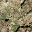 Patient Image of Aurora® Pedanios T22 Ghost Train Haze Medical Cannabis