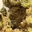 Patient Image of Superseed CK CTY T28 Cake City Medical Cannabis