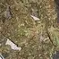Patient Image of Aurora® CanVALUE T22 Delahaze Medical Cannabis