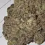 Patient Image of CannFX ZA T32 Zangria Medical Cannabis