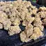 Patient Image of Fotmer Life Sciences T3h T22 Purple Dog Bud Medical Cannabis