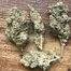 Patient Image of All Nations SH T26 Stólō Haze Medical Cannabis